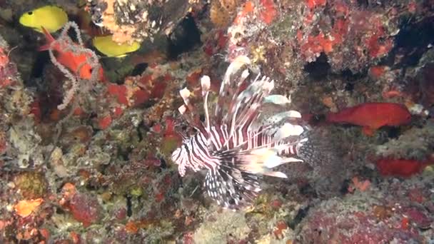 Lionfish σκορπίνες σε καθαρά θαλάσσιο βυθό υποβρύχια Ωκεανός Μαλδίβες. — Αρχείο Βίντεο