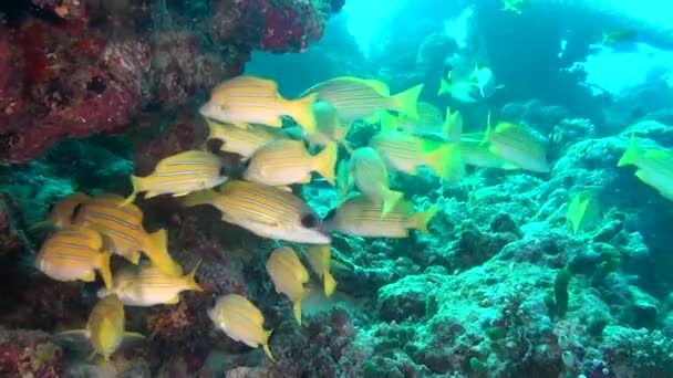 Suppe aus einzigartigen exotischen hellgelb gestreiften Fischen unter Wasser auf den Malediven. — Stockvideo