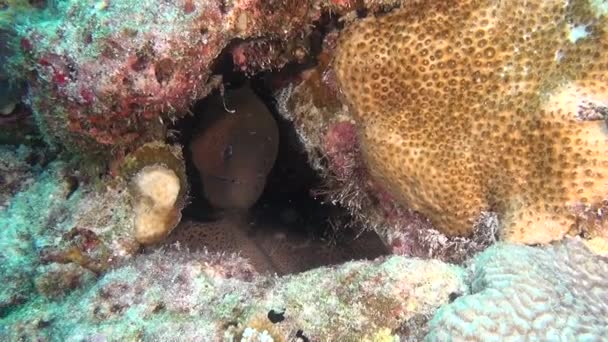 Гігантські Мурена вугор на фоні чистої ясно морського дна під водою на Мальдівах. — стокове відео