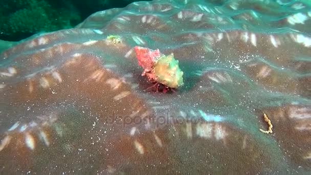 在马尔代夫的水下海底背景的癌症战士寄居蟹. — 图库视频影像