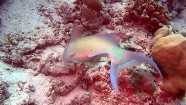 Wrasse fisk på bakgrund av tydliga havsbotten under vattnet i Maldiverna. — Stockvideo
