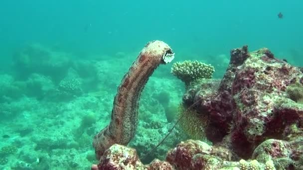 Pepino do mar no fundo do fundo do fundo do mar subaquático claro de Maldivas . — Vídeo de Stock