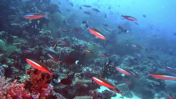 Hejno ryb na pozadí barevných korálů pod hladinou moře na Maledivách. — Stock video