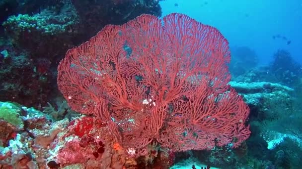 Fondo único de fondo marino claro bajo el agua de Maldivas . — Vídeos de Stock