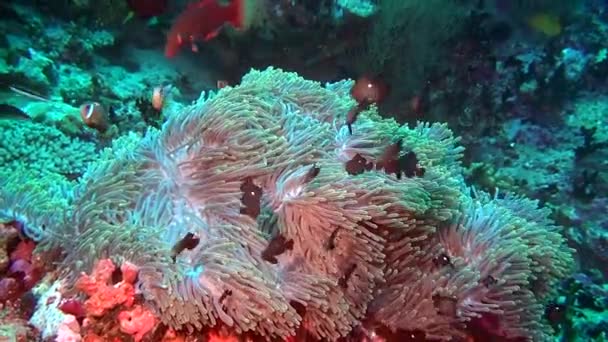 Ανεμώνη actinia και τα ψάρια στο βυθό υποβρύχια των Μαλδίβων. — Αρχείο Βίντεο