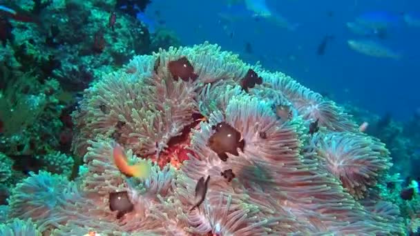 Anemone actinia e peixes no fundo do mar subaquático de Maldivas . — Vídeo de Stock