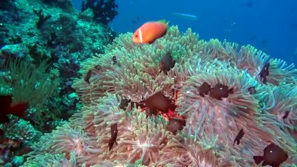 Anémona y pez payaso brillante en el fondo marino limpio y claro bajo el agua de Maldivas . — Vídeo de stock