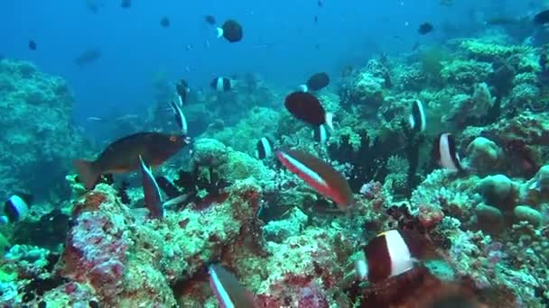 Escola de peixes no fundo corais coloridos subaquático no mar de Maldivas . — Vídeo de Stock