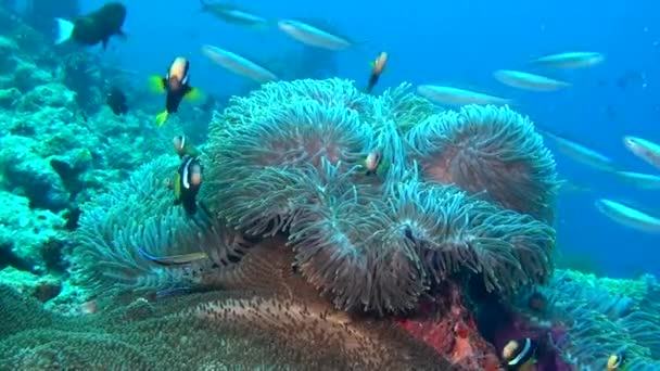 Ανεμώνη actinia και φωτεινό πορτοκαλί ψάρι κλόουν στο βυθό υποβρύχια των Μαλδίβων. — Αρχείο Βίντεο