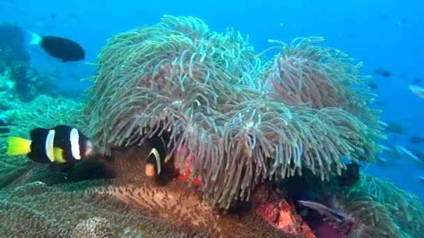 말미 잘과 몰디브의 수 중 깨끗 한 맑은 해저에 밝은 광대 물고기. — 비디오