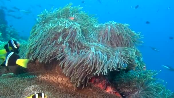 Anémona y pez payaso brillante en el fondo marino limpio y claro bajo el agua de Maldivas . — Vídeos de Stock