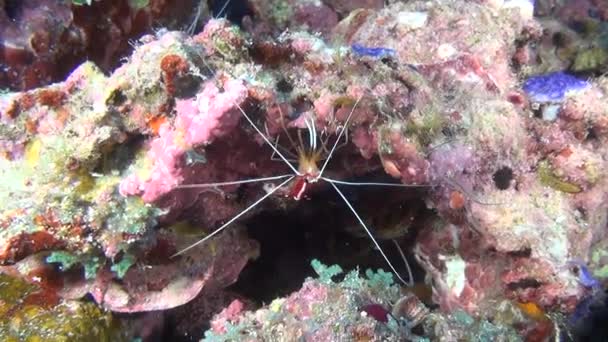 Shrimp in search of foodon on background of clear seabed underwater of Maldives. — Stock Video