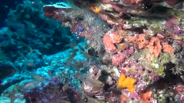 Škola ryb a krevet na pozadí jasné mořského dna, pod vodou z Malediv. — Stock video