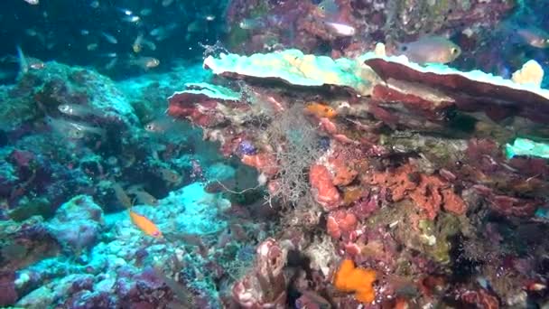 Escuela de peces y camarones sobre el fondo del fondo marino claro bajo el agua de Maldivas . — Vídeos de Stock