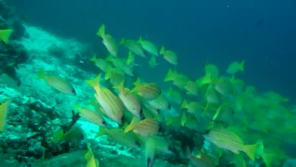 몰디브 바다에서에서 배경 산호 수 중에 줄무늬 물고기의 학교. — 비디오