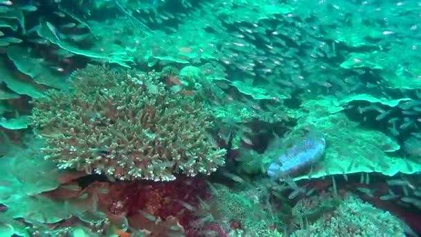 Ecole de poissons sur fond de coraux colorés sous-marins en mer des Maldives . — Video