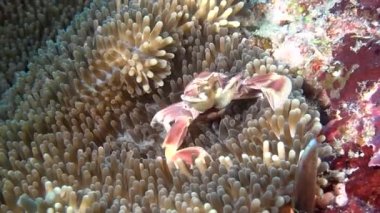 Yengeç anemone actinia temiz temizlemek deniz dibinin sualtı Maldivler üzerinde içinde maskeli.