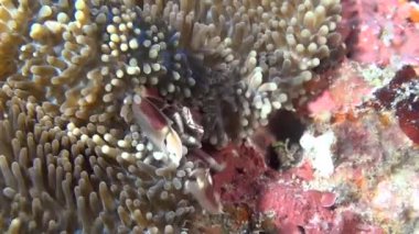 Yengeç anemone temiz temizlemek dibinin sualtı üzerinde yiyecek bulmak içinde maskeli.