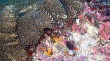 Yengeç anemone actinia temiz temizlemek deniz dibinin sualtı Maldivler üzerinde içinde maskeli.