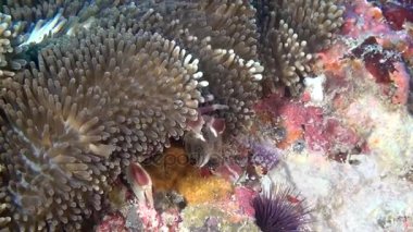 Yengeç anemone temiz temizlemek dibinin sualtı üzerinde yiyecek bulmak içinde maskeli.