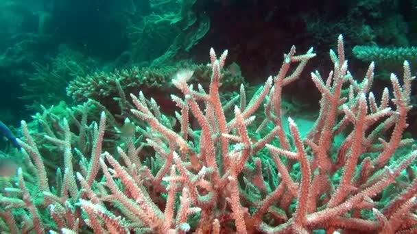 Fiskstim på bakgrunden färgglada koraller under vattnet i havet av Maldiverna. — Stockvideo