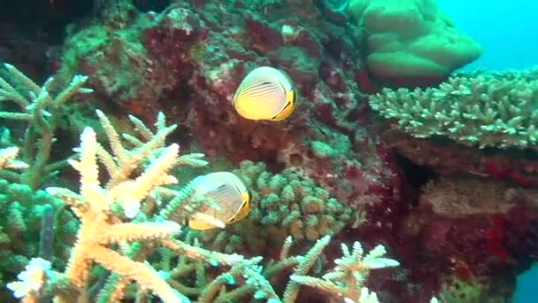Englefisk på bakgrunn av klar havbunn under vann i Maldivene . – stockvideo