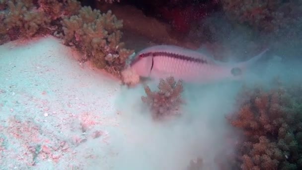 Einzigartig schöne Fischsuche unter Wasser auf klarem Meeresboden der Malediven. — Stockvideo