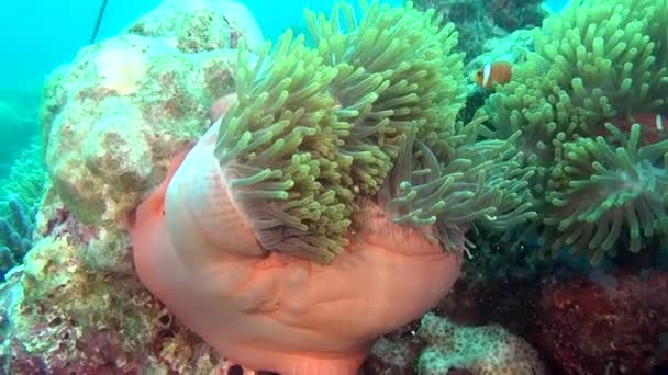 Anemone actinia e peixe palhaço laranja brilhante no fundo do mar subaquático de Maldivas . — Vídeo de Stock