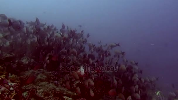 Maldivler sualtı deniz dibinin arka plan üzerinde balık sürüsü. — Stok video
