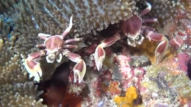 Krab je maskován v actinia Sasanka na čisté jasné mořského dna, pod vodou z Malediv. — Stock video