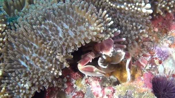 Le crabe est masqué dans l'anémone à la recherche de nourriture sur des fonds marins clairs et propres sous l'eau . — Video