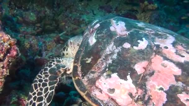 Tartaruga marina verde su fondale pulito e limpido sott'acqua alle Maldive . — Video Stock