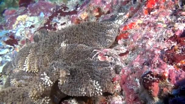 Le crabe est masqué dans l'anémone à la recherche de nourriture sur des fonds marins clairs et propres sous l'eau . — Video
