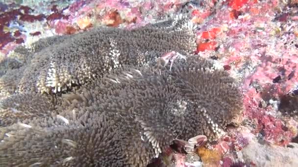 Краб замаскирован в анемоне в поисках пищи на чистом морском дне под водой . — стоковое видео