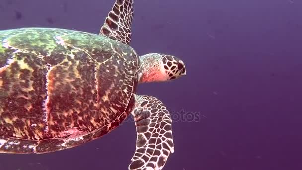 Green sea turtle on clean clear seabed underwater in Maldives. — Stock Video