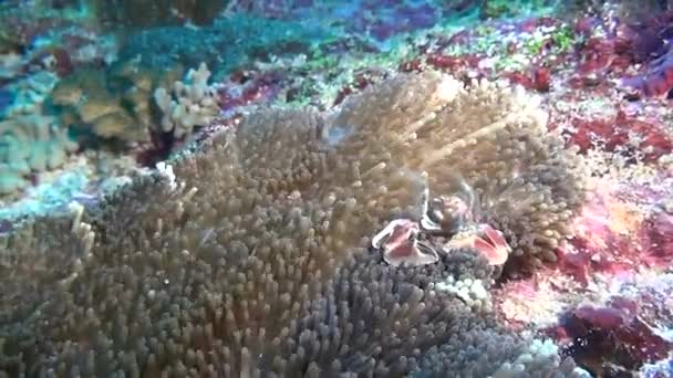 Cangrejo enmascarado en anémona en busca de comida en el fondo marino limpio y claro bajo el agua . — Vídeo de stock