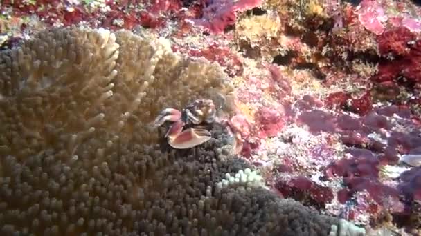 Le crabe est masqué dans l'anémone à la recherche de nourriture sur des fonds marins clairs et propres sous l'eau . — Video