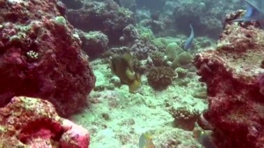 Benzersiz açık deniz dibinin sualtı Maldivler.