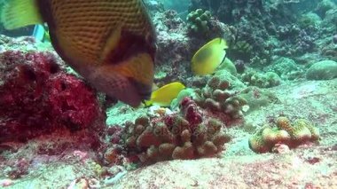 Açık deniz dibinin sualtı Maldivler arka plan üzerinde Wrasse balık.