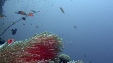 Anemon actinia ve parlak turuncu palyaço balık Maldivler sualtı deniz yatağı üzerinde.