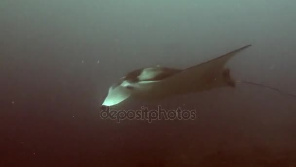 Manta ray på jakt efter mat på ren tydlig havsbotten undervattens havet av Maldiverna — Stockvideo