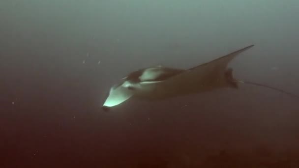 Rayon de Manta à la recherche de nourriture sur les fonds marins clairs et propres sous-marins des Maldives — Video