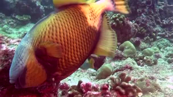 Wrasse fisk på bakgrund av tydliga havsbotten under vattnet i Maldiverna. — Stockvideo