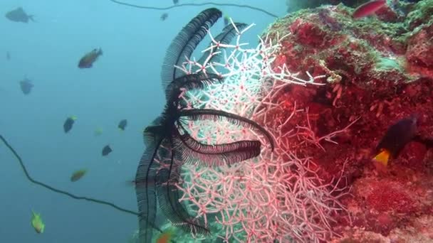 Seerose schwarz rot auf dem Hintergrund des klaren Meeresbodens unter Wasser der Malediven. — Stockvideo