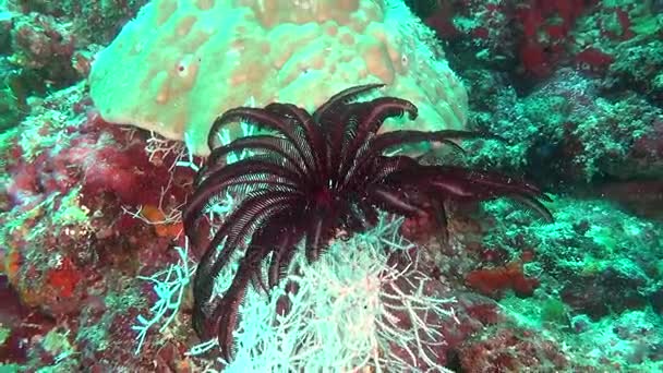 Sea lily black red on background of clear seabed underwater of Maldives. — Stock Video