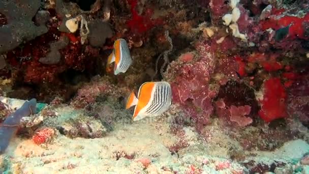 Ange poisson-papillon sur fond de fonds marins clairs sous-marins des Maldives . — Video