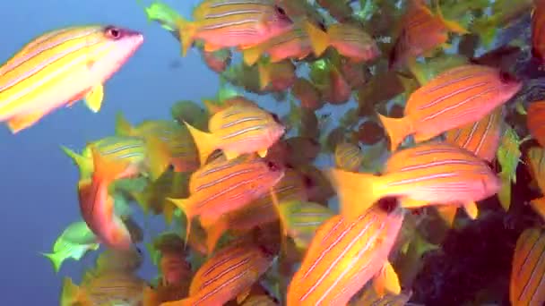 Soppa skola av unika exotiska ljusa gula randiga fiskar under vattnet i Maldiverna. — Stockvideo