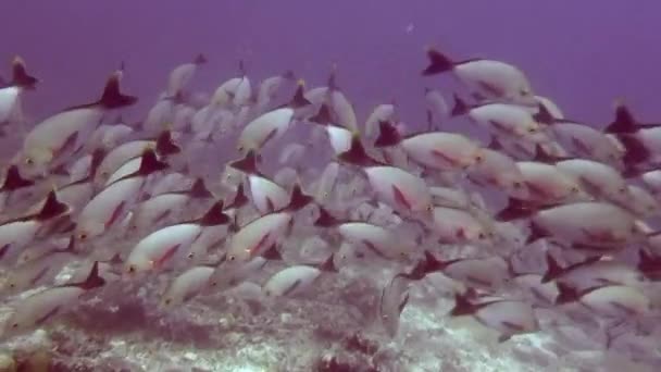 Escola de peixes no fundo corais coloridos subaquático no mar de Maldivas . — Vídeo de Stock