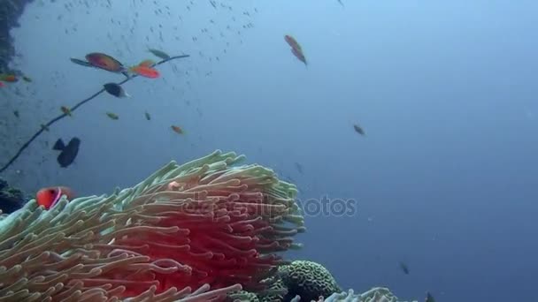 Anémona actinia y pez payaso naranja brillante en el fondo marino bajo el agua de Maldivas . — Vídeo de stock