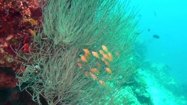 Escuela de peces sobre fondo coloridos corales bajo el agua en el mar de Maldivas . — Vídeo de stock